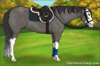 Horse Color:Grullo Splash