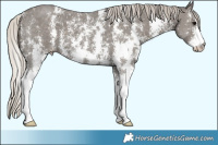 Horse Color:Silver Black Sabino 