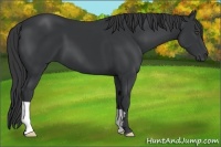 Horse Color:Black Frame 