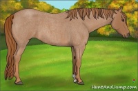 Horse Color:Red Roan 