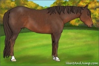 Horse Color:Liver Chestnut 