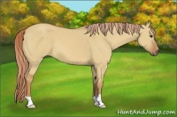 Horse Color:Unknown 