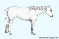Horse Color:Gray Red Dun Tobiano 