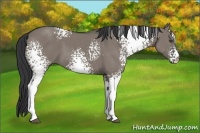 Horse Color:White Spotted Grullo 