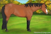 Horse Color:Bay Splash Frame 