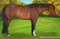 Horse Color:Bay Frame Rabicano 