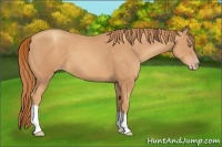 Horse Color:Gold Champagne