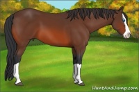 Horse Color:Bay Splash 