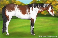 Horse Color:White Spotted Bay Splash Frame