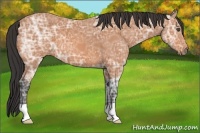 Horse Color:Bay Ice 