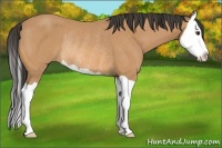 Horse Color:Buckskin Splash Rabicano 