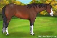 Horse Color:Bay Splash Frame 