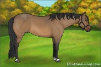 Horse Color:Bay Dun