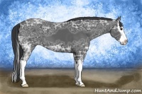Horse Color:Black Ice Sabino Splash 
