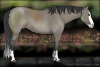 Horse Color:Grullo Splash Rabicano 