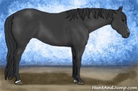 Horse Color:Black Sabino 