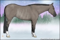 Horse Color:Grullo Rabicano 