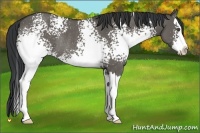 Horse Color:White Spotted Grullo Splash Rabicano