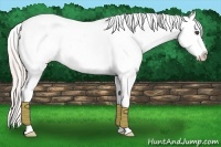 Horse Color:White Spotted Silver Bay Appaloosa 