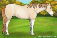 Horse Color:Classic Champagne Pearl Sabino Rabicano