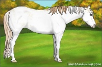 Horse Color:Red Dun Sabino 