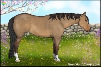Horse Color:Bay Dun