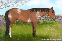 Horse Color:White Spotted Bay Roan