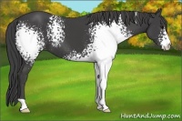 Horse Color:White Spotted Smoky Black