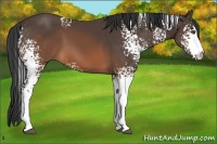 Horse Color:White Spotted Brown 