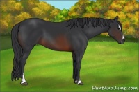 Horse Color:Brown Sabino 