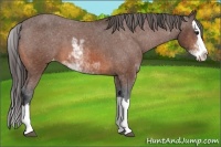 Horse Color:Bay Sabino Splash Appaloosa 