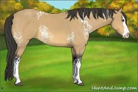 Horse Color:White Spotted Buckskin Splash 