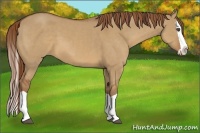 Horse Color:Red Dun Splash 