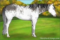 Horse Color:White Spotted Grullo Splash 