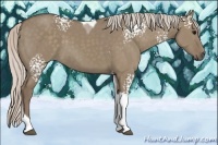 Horse Color:White Spotted Silver Grullo Tobiano 