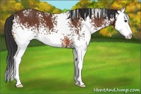 Horse Color:White Spotted Bay Splash 