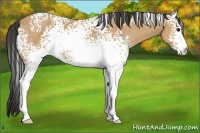 Horse Color:White Spotted Buckskin 