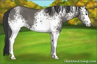 Horse Color:White Spotted Grullo