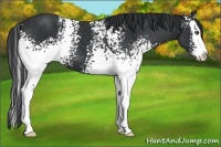 Horse Color:White Spotted Black Splash
