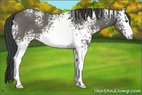 Horse Color:White Spotted Grullo