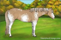 Horse Color:White Spotted Red Dun