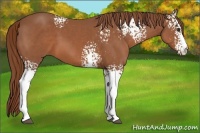 Horse Color:White Spotted Chestnut 