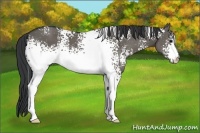 Horse Color:White Spotted Grullo