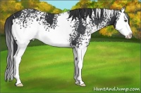 Horse Color:White Spotted Black Splash