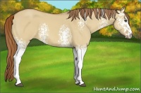 Horse Color:White Spotted Red Dun 