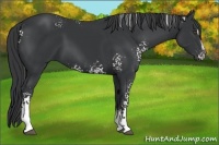 Horse Color:White Spotted Black Sabino