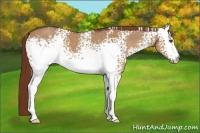 Horse Color:White Spotted Red Dun 
