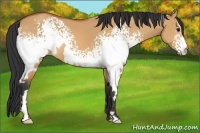 Horse Color:White Spotted Bay Dun Frame 