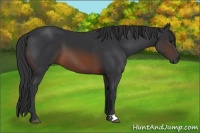 Horse Color:Brown 