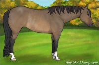 Horse Color:Brown Dun Rabicano 